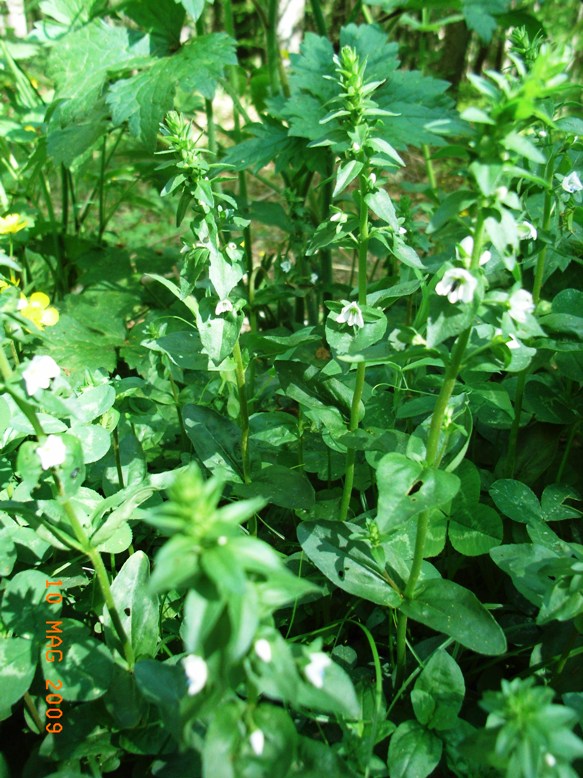 Veronica serpyllifolia